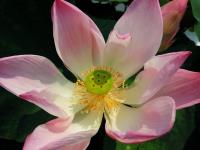 Lotus Flower�